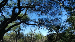 Prosopis nigra
