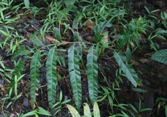 Stenochlaena palustris