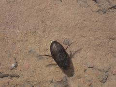 Meladema