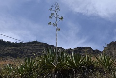 Agave sisalana