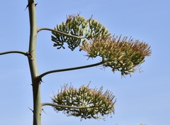 Agave sisalana