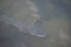 Ellochelon vaigiensis