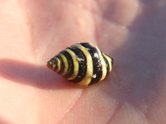 Engina mendicaria