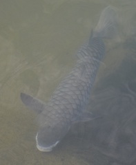 Ellochelon vaigiensis