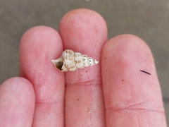 Batillaria australis