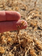 Centaurea melitensis