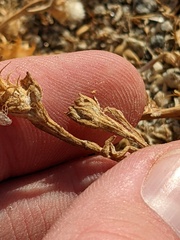 Centaurea melitensis