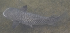 Ellochelon vaigiensis