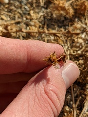 Centaurea melitensis