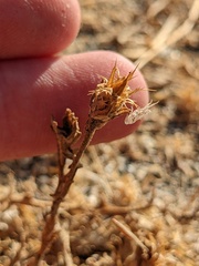 Centaurea melitensis