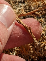 Centaurea melitensis