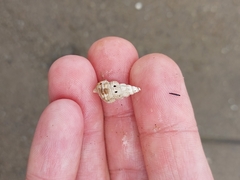 Batillaria australis