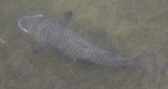 Ellochelon vaigiensis