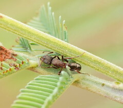Rhytidoponera tasmaniensis