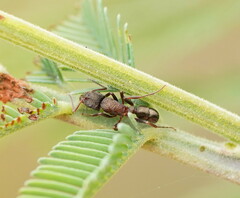 Rhytidoponera tasmaniensis