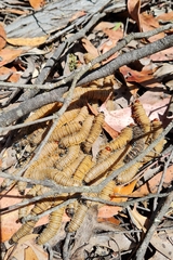Perga affinis