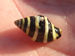 Engina mendicaria