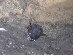 Meladema