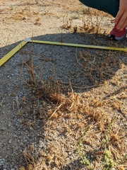 Centaurea melitensis