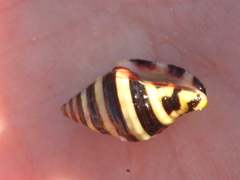 Engina mendicaria