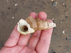 Pyrazus ebeninus