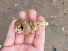 Pyrazus ebeninus