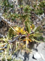 Berberis microphylla