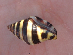Engina mendicaria