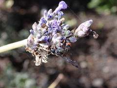 Cerceris concinna