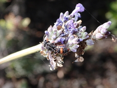 Cerceris concinna