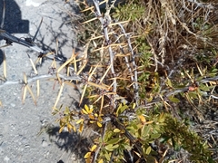 Berberis microphylla