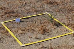 Centaurea melitensis