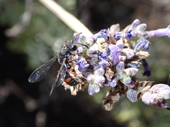 Cerceris concinna