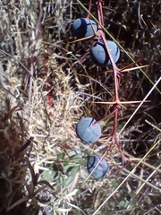 Berberis microphylla