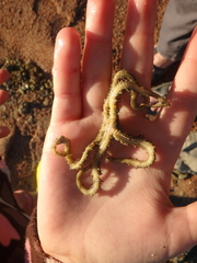 Ophiocoma scolopendrina