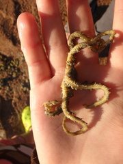 Ophiocoma scolopendrina