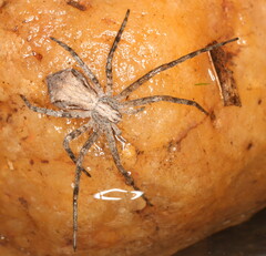 Philodromus bigibbus