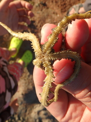 Ophiocoma scolopendrina