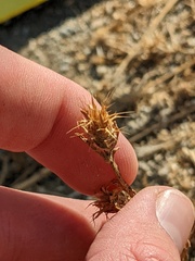 Centaurea melitensis