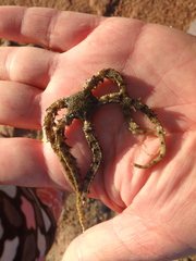 Ophiocoma scolopendrina