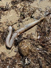 Leptosynapta