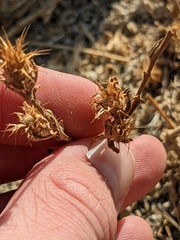 Centaurea melitensis