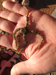 Ophiocoma scolopendrina