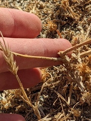 Centaurea melitensis