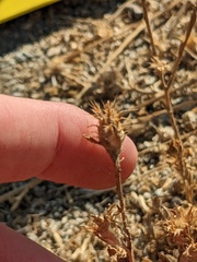 Centaurea melitensis