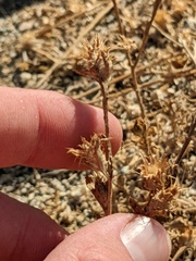 Centaurea melitensis