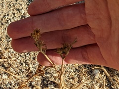 Centaurea melitensis