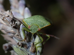 Acrosternum rubescens