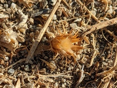 Centaurea melitensis