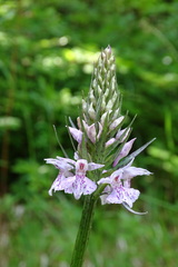 Dactylorhiza fuchsii